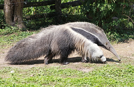 anteater, สัตว์, pilosa, เลี้ยงลูกด้วยนม, ธรรมชาติ, สัตว์, สัตว์ป่า
