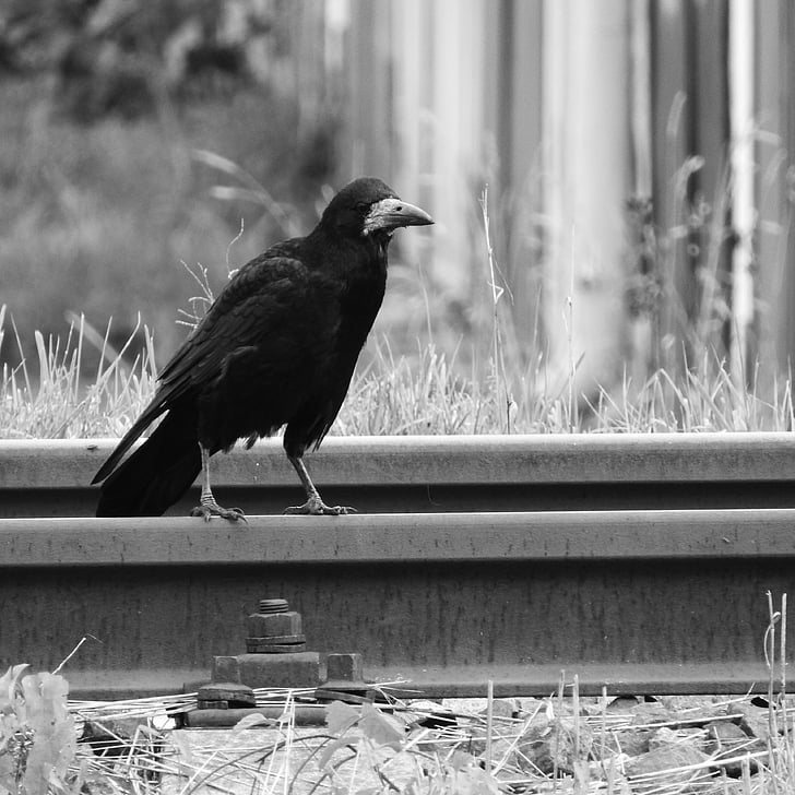 Raven, theo dõi, chim trên đường ray, con chim đen, con chim, màu đen và trắng, con quạ