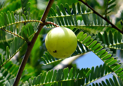 Indický Egreš, amly, phyllanthus emblica, emblica officinalis, amalika, Phyllanthaceae, Berry