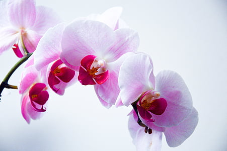 Bloom, Flora, õie, lill, Avaleht, loodus, Orchid