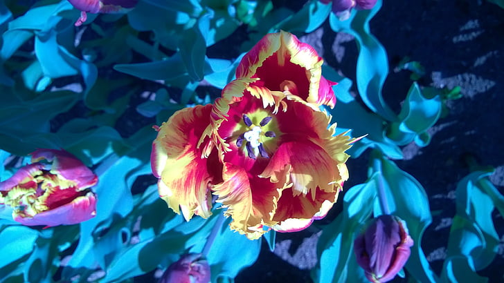 Tulip, floare, culoare, colorat, natura