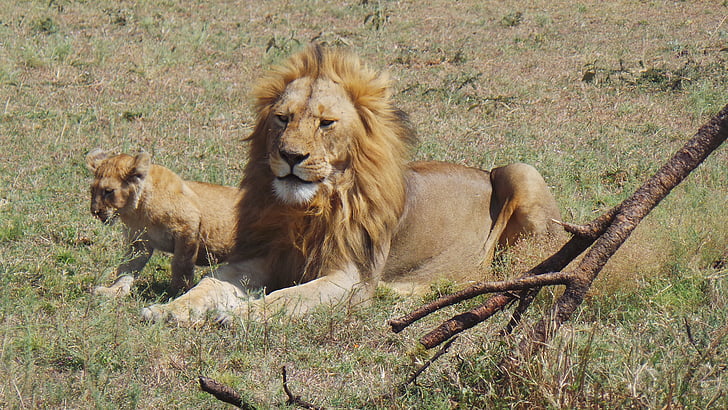 lion, africa, savannah