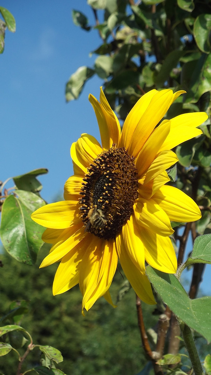 bunga matahari, lebah, musim panas