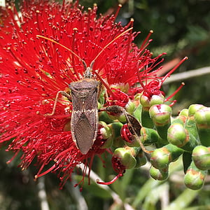 насекоми, червено цвете, цветен прашец, нектар, естествени, природата, макрос
