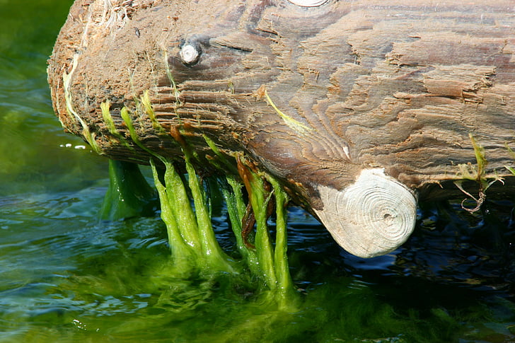 algas marinhas, mar de Moraes, madeira velha, Resumo, animal do mar, log de, água