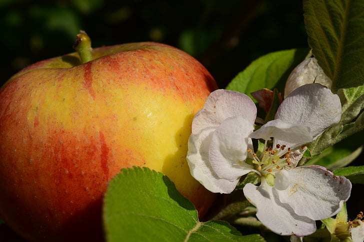 アップル, リンゴの花, リンゴの木, 閉じる, 健康的です, ビタミン, 赤