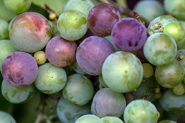 grapes, macro, immature, fruit, close