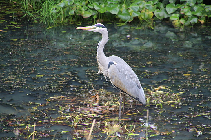 blue heron, étang, nature