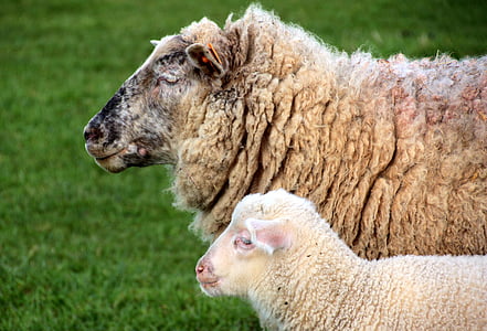 Schafe, Damm, Lamm, weiß, Schäfchen, Tiere, Frühling