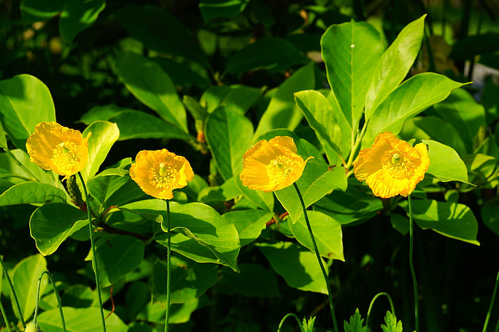 genul papaveraceae Mac, Mac, klatschmohn, cu flori, flori de gradina, flori galbene, în floare