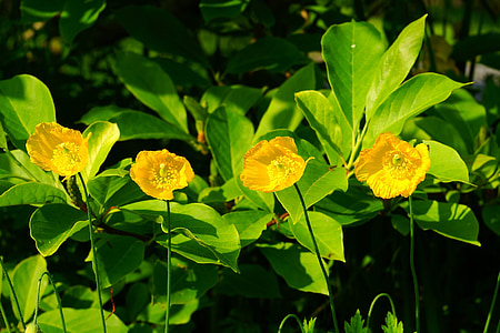 gènere Papaveraceae rosella, Rosella, klatschmohn, floració, jardí de flors, flors grogues, en flor
