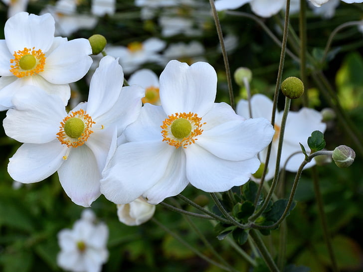 květ, Bloom, bílá, Zavřít, Příroda