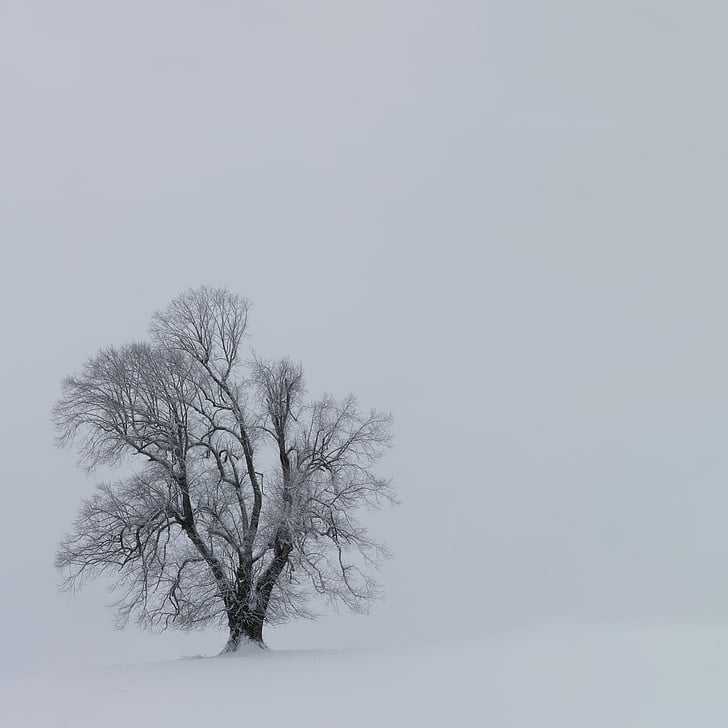 tree, banch, plant, nature, outdoor, snow, winter