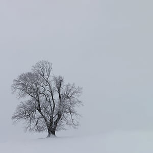 treet, banch, anlegget, natur, utendørs, snø, Vinter