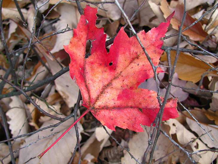 red, leaf, autumn, maple, forest, ground