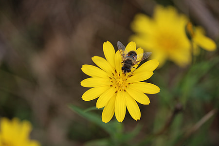abelha, flor, amarelo, fechar, inseto, planta, natureza
