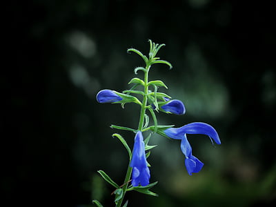 zaļa, Leaf, augu, zila, puķe, aizmiglot, Violeta