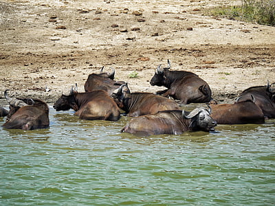 Büffel, Schwimmen, dösen, Uganda, Wasserloch, Tiere, Erfrischung