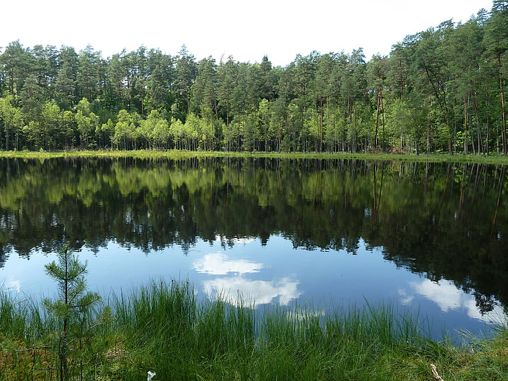 bog lake, nature reserve, forest, mirroring, light, nature conservation, moor