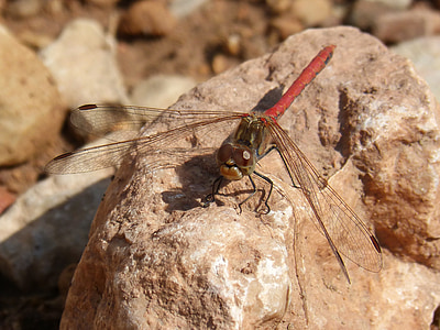 dragonfly, sympetrum striolatum, red dragonfly, blackberry, detail, rock, beauty