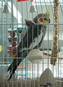 perroquet, oiseau, portrait animaux, animal, cage, cage à oiseaux