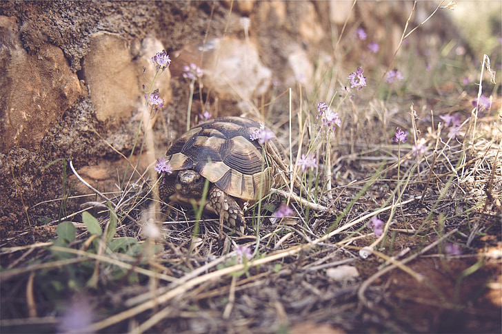 želva, Shell, zvíře