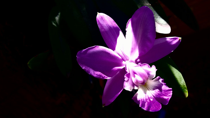 orquídea, flor, natureza, flor, floral, buquê, botânica