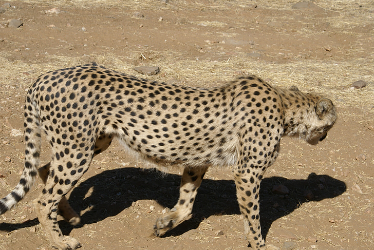 sepatu cheetah, kucing, hewan liar, Afrika
