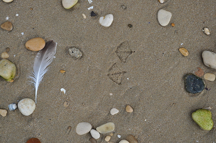 sand, footprints, seagull, beach, ocean, nature, bird
