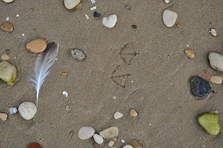 Sand, jalanjäljet, lokki, Beach, Ocean, Luonto, lintu