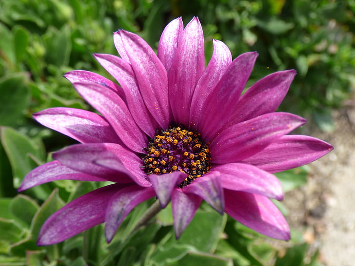 flower, purple flower, daisy, petals, beauty, detail, petal