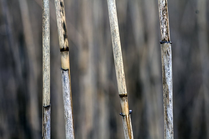 macro, reed, close, grass, dry, halm, nature