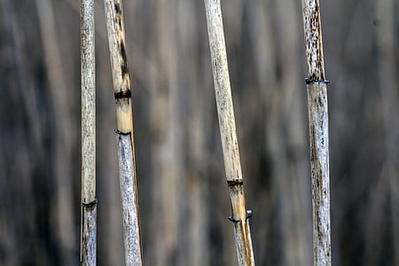 Makro, Reed, in der Nähe, Grass, trocken, Halm, Natur