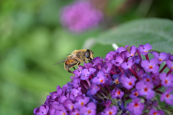 ハナアブ, スズメバチの模倣, volucella zonaria, 飛ぶ, 昆虫, ストライプ, 無害です