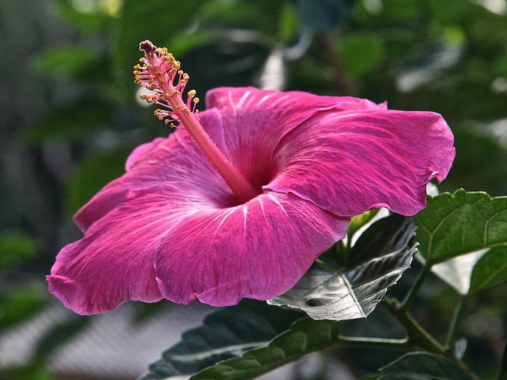 Hibiscus, Hoa, màu hồng, Blossom, Sân vườn, Hoa, nở hoa