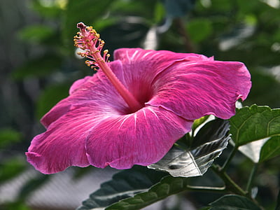 Hibiscus, kukka, vaaleanpunainen, Blossom, Puutarha, kukka, Bloom