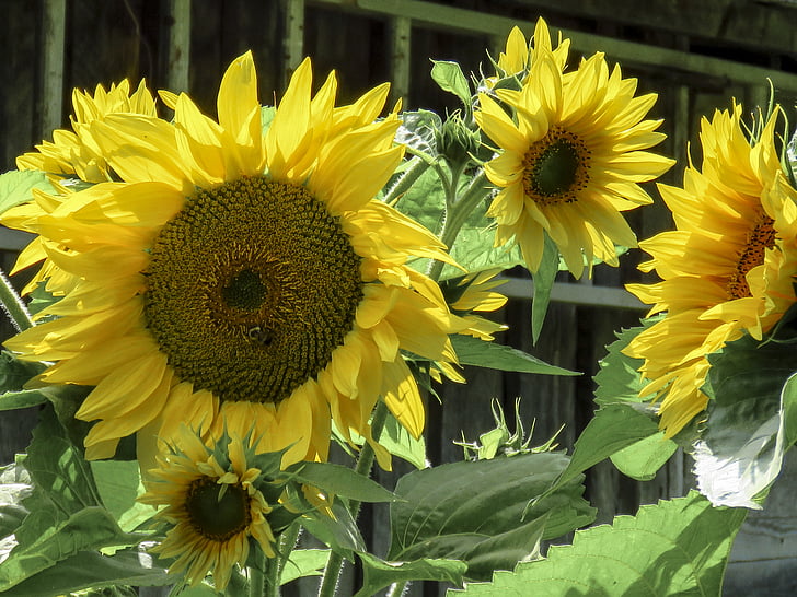 sunflower, flower, yellow, close up, nature, summer, blossom