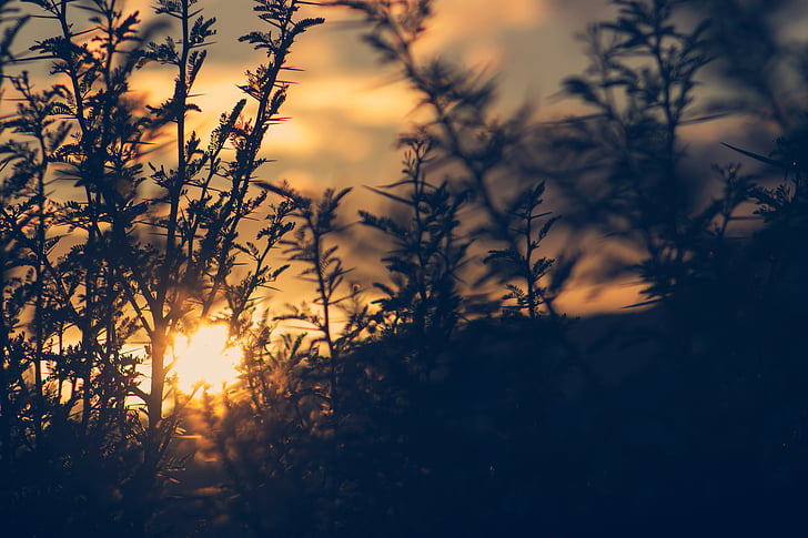 silhouette, plants, sunset, blur, outdoor, nature, grass