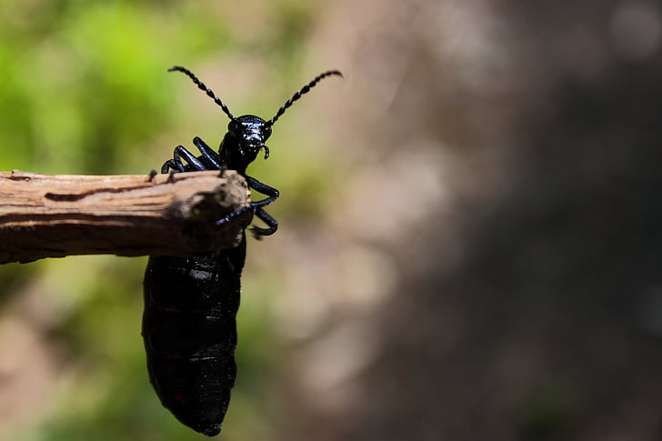 escarabat, escarabat de bosc, insecte, negre, natura, animal, vida silvestre