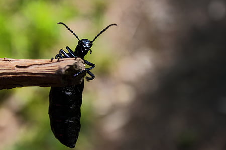 beetle, forest beetle, insect, black, nature, animal, wildlife
