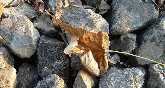 το φθινόπωρο, φύλλωμα πτώσης, φύλλα το φθινόπωρο, φύλλο, πέτρα