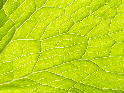 plante, nervures des feuilles, transport par eau, faisceau vasculaire, tissu végétal, plantes vasculaires, feuille