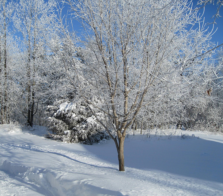 trees, season, white, cold, ice, snow, winter