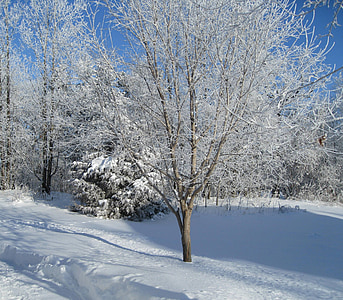 деревья, сезон, Белый, холодная, лед, снег, Зима