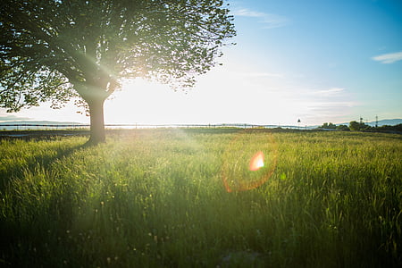 tree, field, sun, reflection, nature, grass, plants