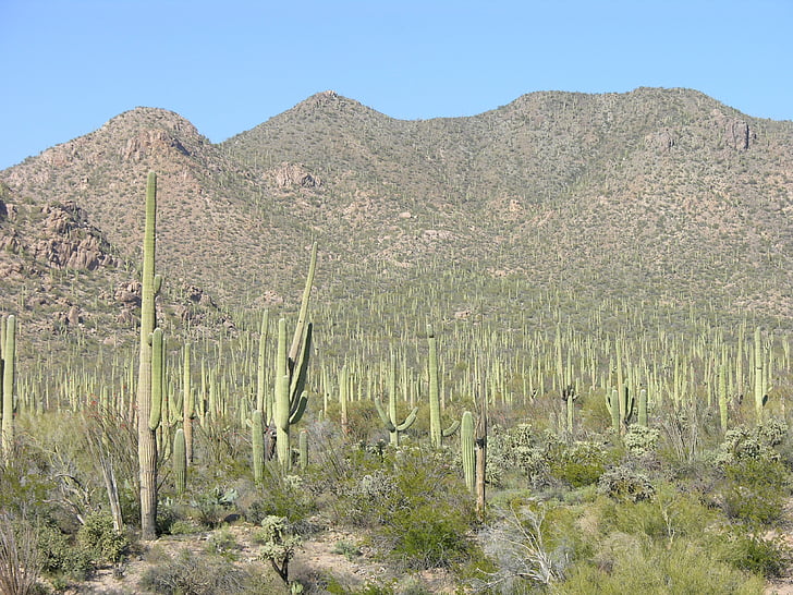 öken, Cactus, värme, naturen, jordbruk