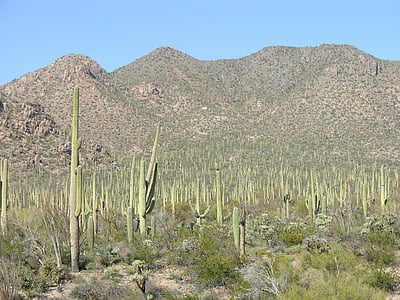 desert de, cactus, calor, natura, l'agricultura