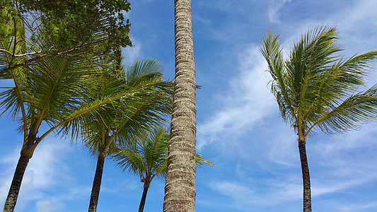 palmiers, vent, Sky, nuages, Brésil, nature, plage