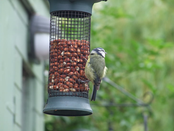 feeder, feeding birds, grain, feeding, bird, wildlife, animal