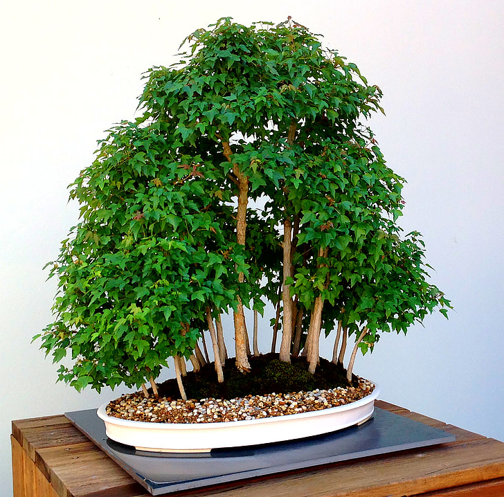 bonsaï, arbre, Japonais, traditionnel, forme, oriental, feuillage